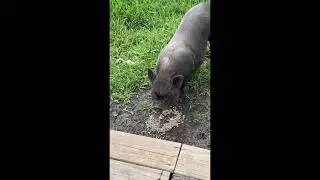 I got to feed a PET PIG 🐷today- His/Her name is Redd #auntie #vlog #pig #pets #firsttimers #feeding 