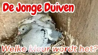 De jonge duiven | Welke kleur wordt het? | Kweekseizoen 2026 |