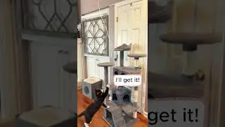 Hilarious Cats and the Birthday Balloon