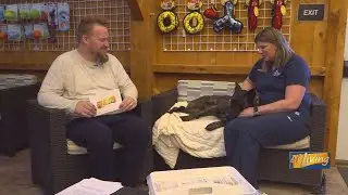 At-Home Veterinary Care | All About Animals Pet Clinic