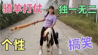 姑娘把种羊视为宝贝，带着主人逆袭6里路，真是比马还要给力，牛