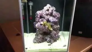 How to setup a Pico Reef Tank - Fluval SPEC 3 - Cleanup crew / GSP update