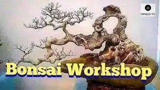 Bonsai Workshop #bonsaimaterial #bonsaiwiring @dipalotv5110