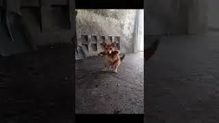 chedog dance