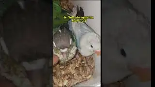 sri vallabha aquariums # Birds  # colour are natural not artificial # hand tamed birds sale