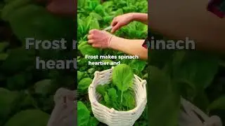 Best Frost-Tolerant Plants for a Winter Garden #shortsvideo #shortvideo