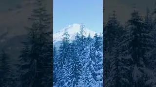 Mountain Peak and Coniferous Trees Tops in Snow