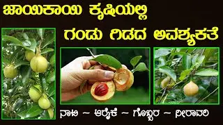 ಜಾಯಿಕಾಯಿ ಗಿಡ ನಾಟಿ ಮತ್ತು ಪೋಷಣೆ | Sureshchandra Thottethodi | Nutmeg Farming / Nutmeg Cultivation