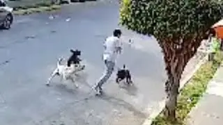 Perros atacan en San Buena