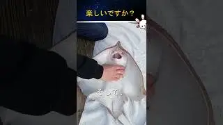 しかし、エイに触ることは大きな間違いです。くすぐることは彼らに深刻な害を与える可能性があります。