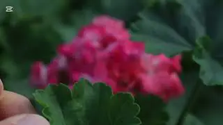 Song In, Made in Sweden