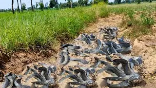 New Skill Fishing - Amazing Catching Fish a lot of in mud dry season