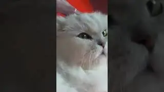 Бэкстейдж фотосъемки Skims x Lana Del Rey