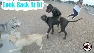 Great Dane PICKS ON German Shepherd Puppy UNTIL Rottweiler Intervenes!