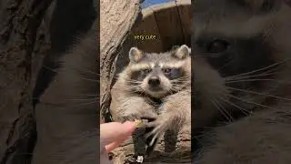 Interesting raccoon #funny #music #funnyvideo #funnyanimal #interesting #animals #cuteraccoon