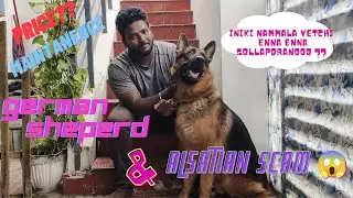 ஜெர்மன் ஷெப்பர்ட் | GERMAN SHEPHERD FACTS | DOG PRICE | RUGGED BOY | TAMIL - தமிழ்