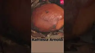 Botany facts in  Every Day Life | Rafflesia arnoldi  | 11th & 12thBotany & Bio - Botany |