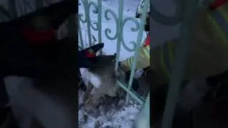Rescue operation of Roe deer trapped in an iron fence #etologia #rescueoperation