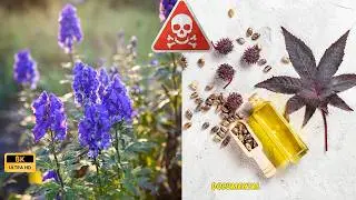 PLANTAS: Las M&aacute;s VENENOSAS Y Peligrosas del Planeta | Documental Parte 1
