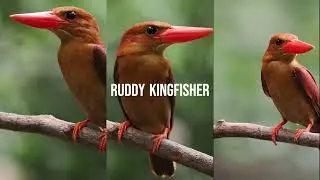 The Art of Patience: Ruddy Kingfisher's Perfect Catch in Bangkok