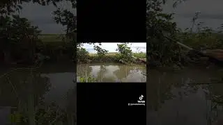 streeeekk ikan klemar maseh🤣 #mancingwader #mancingwadercakul #shortvideo #shorts #short