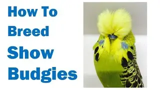 How to Breed Show Budgies  Expert Advice with Bob Wilson