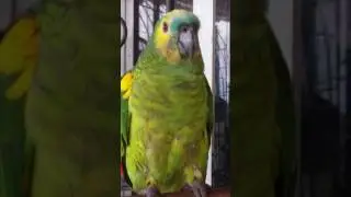 LORO HABLADOR