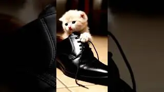 Tiny Cats Doing the Cutest Things Ever 🐾 | Funny Cute Cat Compilation #shorts