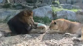 Una dedica speciale dal parco delle Cornelle!
