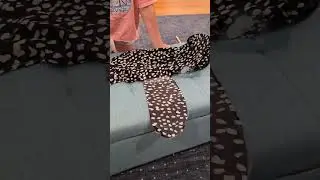 Whales live in Families
