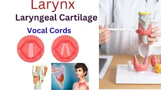 Larynx ( Voice Box ) Anatomy and Physiology  l Laryngeal cartilage l Vocal cord l