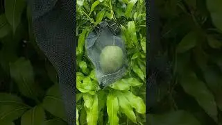 Impenetrable Fruit Bags (DIY)