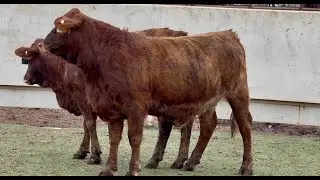 J&J Cattle Co: Bred and Open Replacement Heifer Online Auction