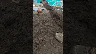 potato planting earthing up. #allotment #gardening #gardenveggies #growyourown #potatoes #vegtables