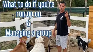 What to do if an off leash dog runs up to you on a walk & I stop a near fight with the group.