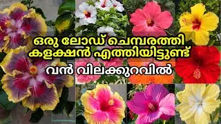 ചെമ്പരത്തി വൻ കളക്ഷൻ 🥰| hibiscus | plant sale #flowers #hibiscus 