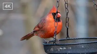 Winter backyard birds: Northern cardinal, House finch, House sparrow. #birdslover #backyardanimals