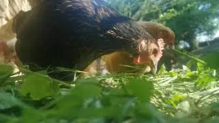 Rooster and chickens