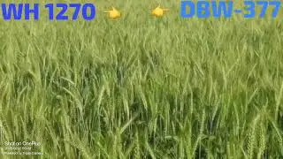 DBW 377 गेहूँ 🌾&WH 1270 गेहूँ 🌾 नई वेरायटी अधिक उत्पादन देने,,