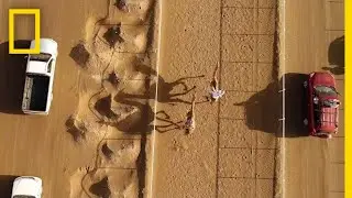 The Ancient Tradition of Camel Racing, as Seen From Above | National Geographic