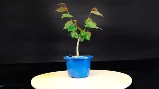 Zelkova Serrata estilo escoba desde cero (hokidachi): Primer defoliado