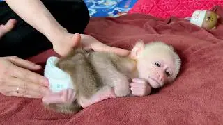 OMG...!What's going on? Little monkey Bibi must be very itchy and uncomfortable.