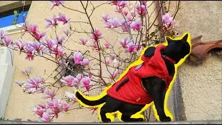 Blooming colors