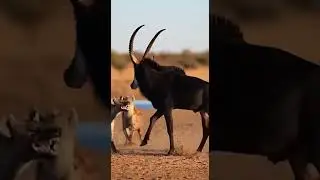 Amazing weapons of animals.動物たちの驚くべき武器 Secret survival tools #animalpower #naturelovers #wildlife