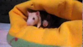 Rats In A Cuddle Sack