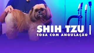 Tosa Avançada em Shih Tzu