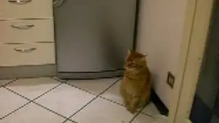 isidoro gatto che parla 4