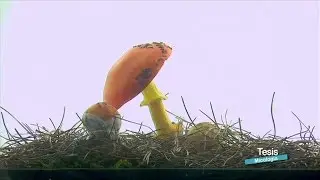 MICOLOG&Iacute;A