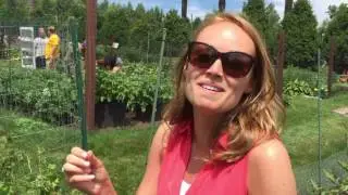 Behind the Ropes with Jane: What does a Gooseberry taste like? - Glensheen