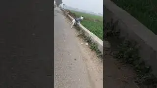 #Pitbull #short video #1million #pitbull #maxu #dog #cute #ytshorts #100k #2023